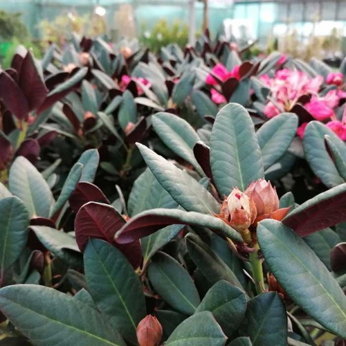 Rhododendron Wine and Roses | ScotPlants Direct